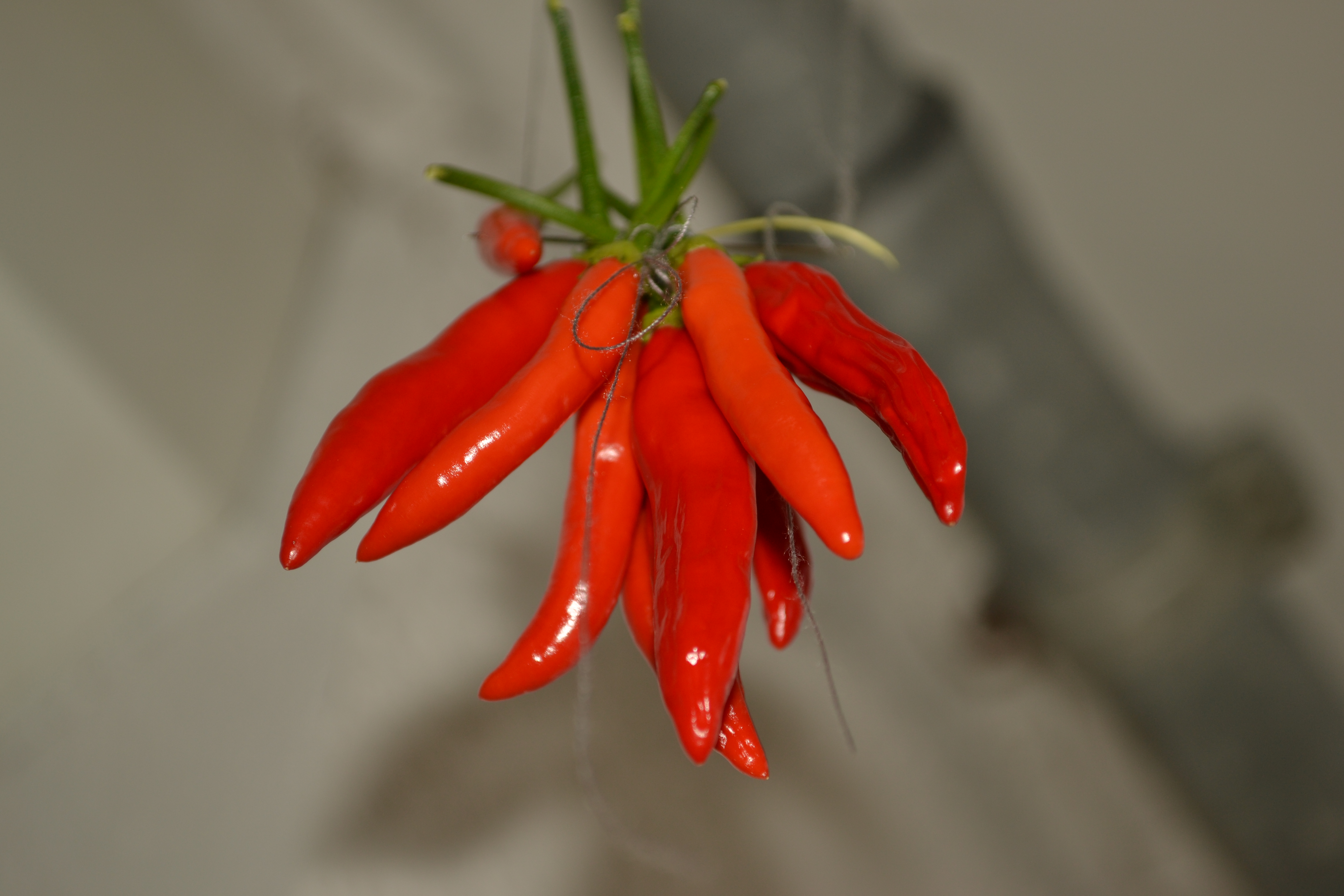Piri Piri trocknen