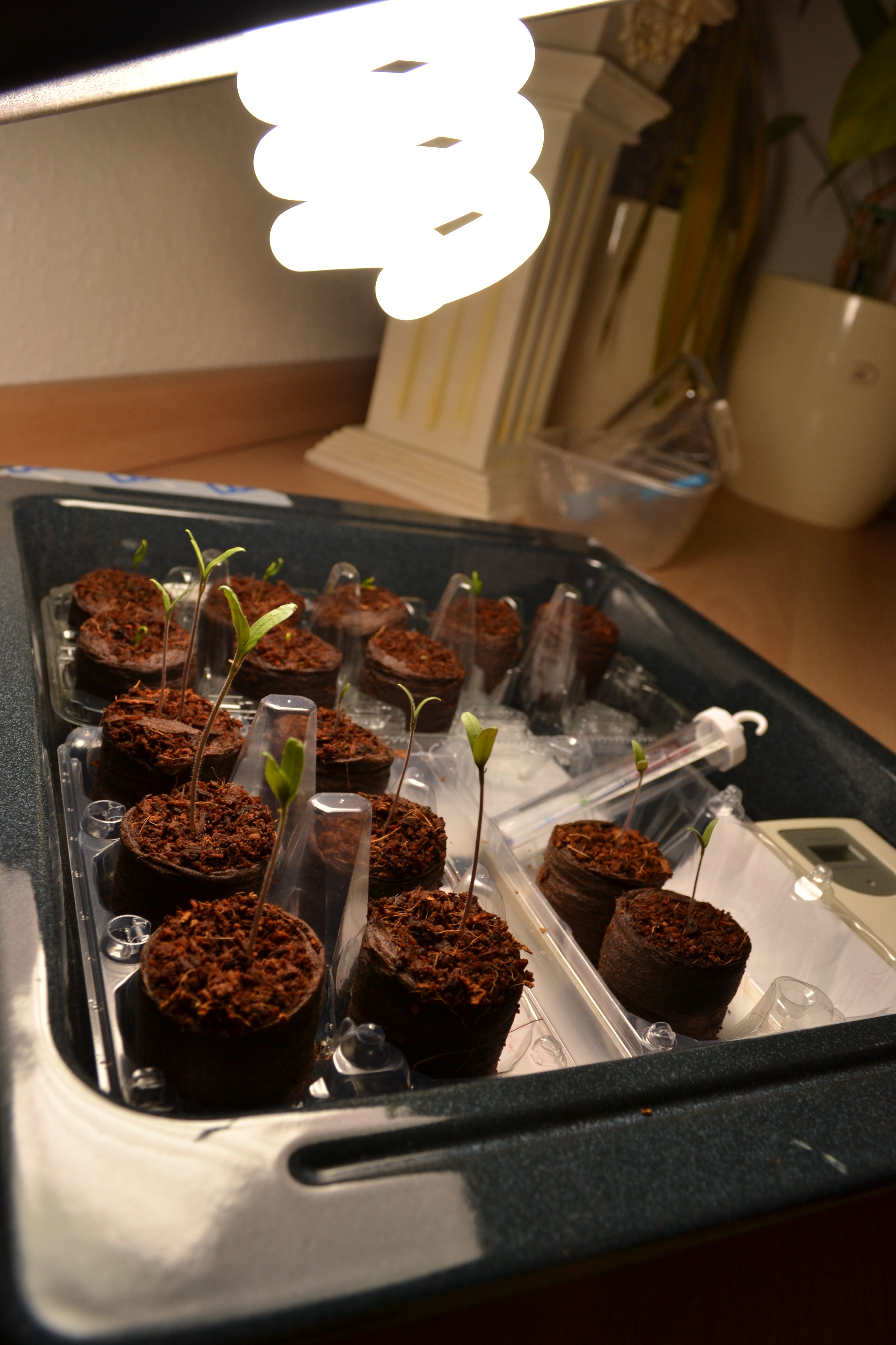 Fotolampe Growwanne