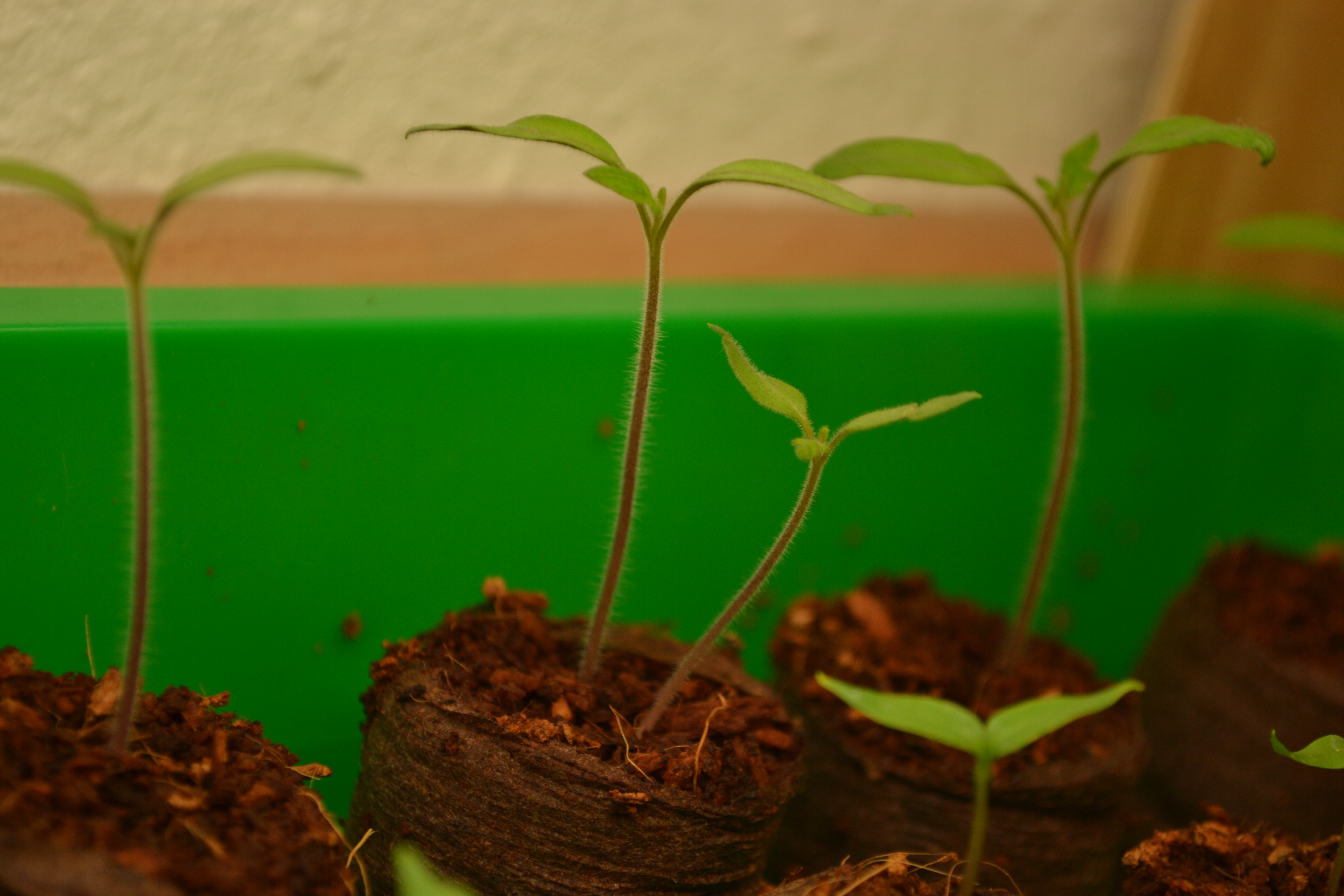 Ochsenherz Tomatenkeimling mit ersten echten Blättern