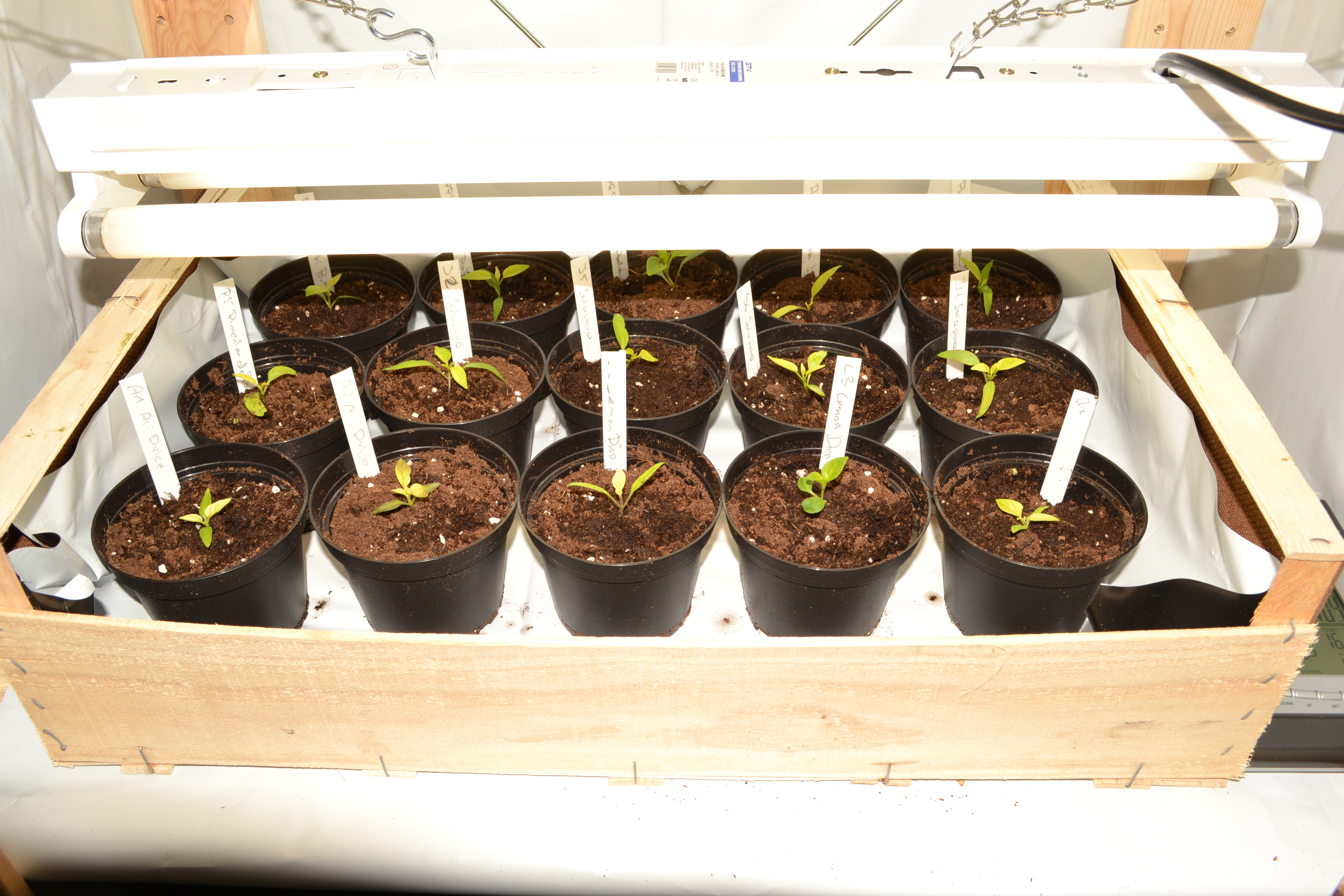 Umgetopfte Chilis im Grow Schrank