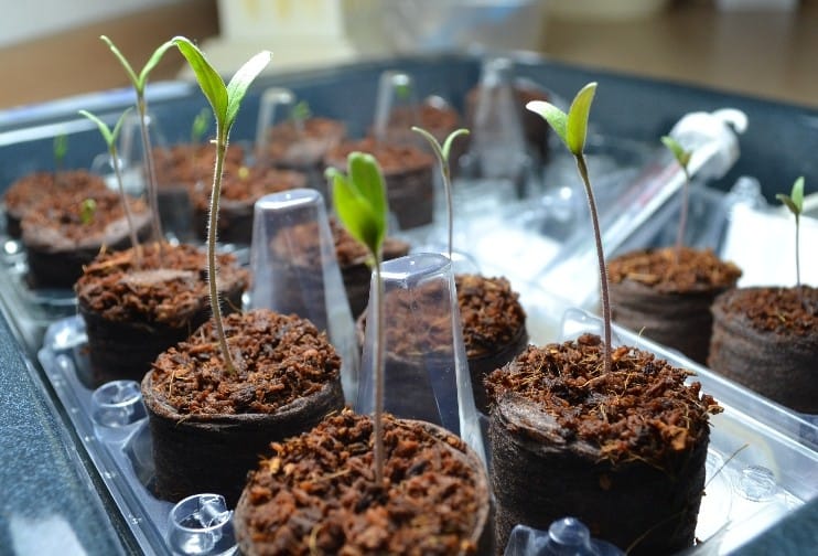 Provisorische Growwanne