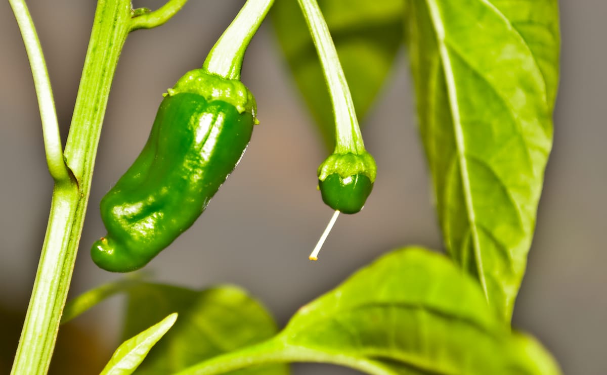 Pimientos de Padron