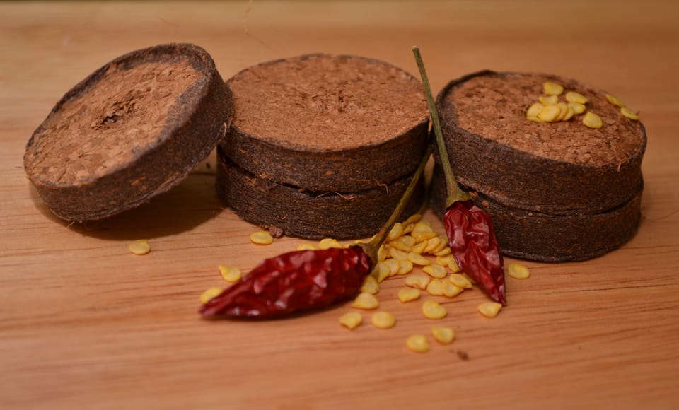 Chilli- und Tomatenzucht 2014